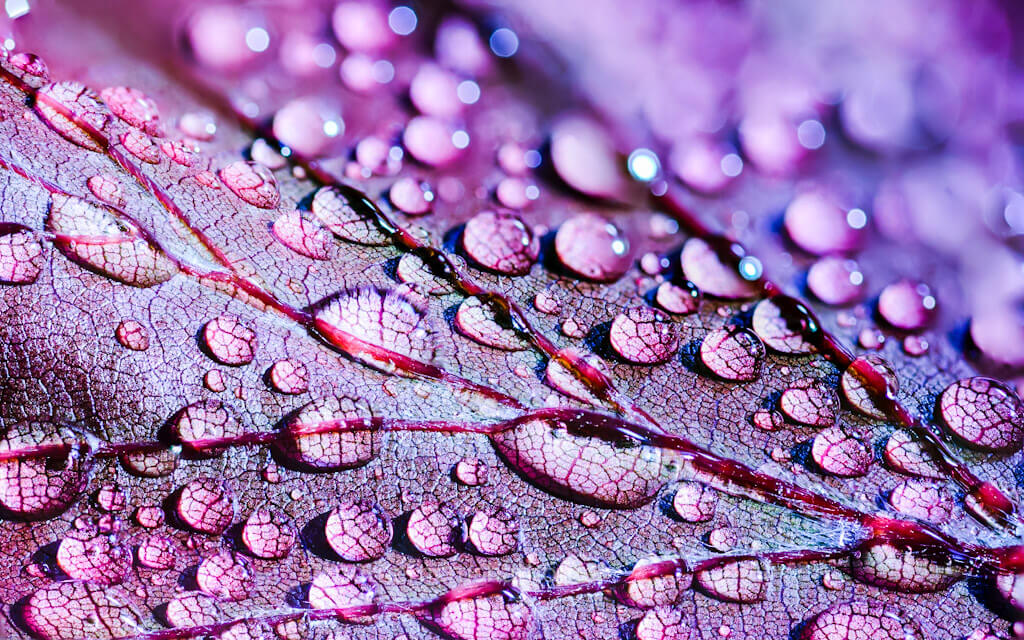 water droplets on a purple leaf