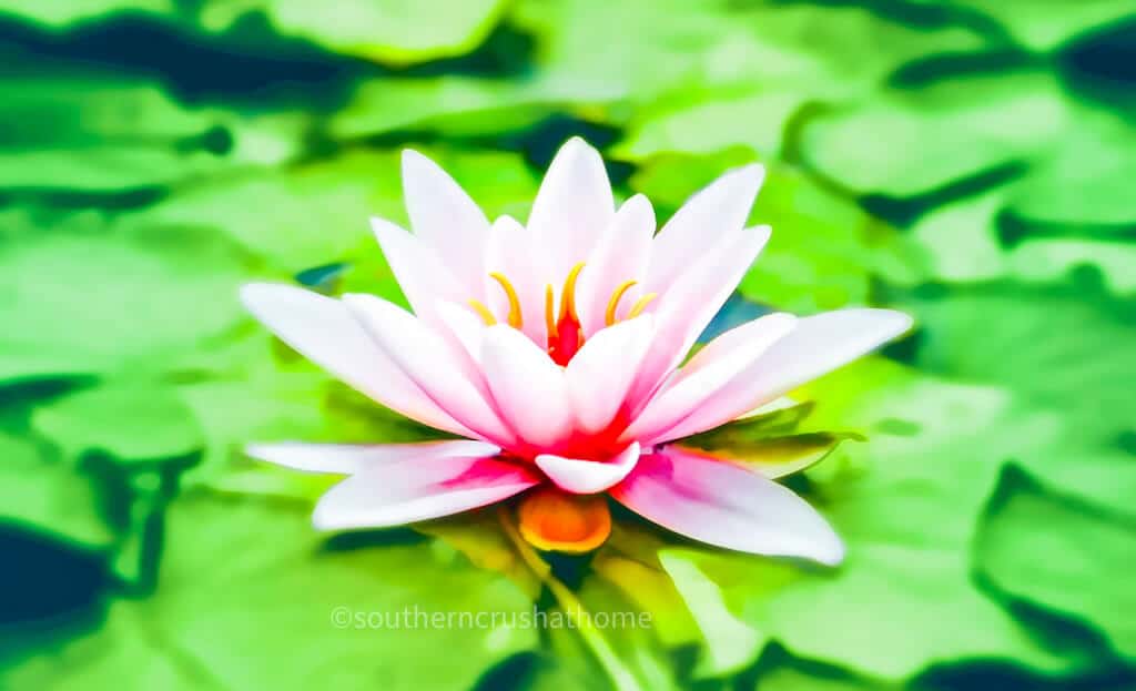 pink lotus flower on lily pad